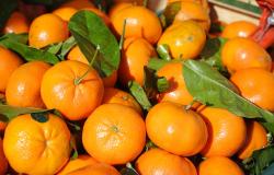 Clementine, volantini, luci: Vercelli si colora di arancione 