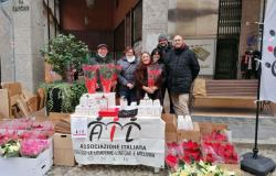 Ail scende in campo con le Stelle di Natale e i Sogni di cioccolato