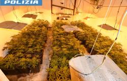 Scoperta una serra con 1.300 vasi di cannabis in un albergo in disuso