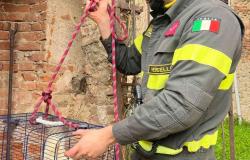 Roasio, gatto cade in un pozzo: salvato dai Vigili del fuoco