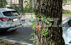 Gli olmi siberiani malati presenti in viale Garibaldi saranno abbattuti