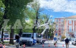E' iniziato il taglio degli alberi in viale Garibaldi 