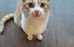 Danni alle cucce  e un gatto avvelenato