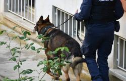 Casale Monferrato: controlli antidroga nelle scuole, tre denunce