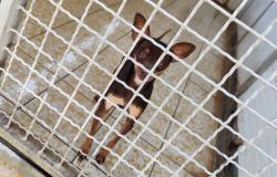 Ottantadue cani abbandonati cercano casa