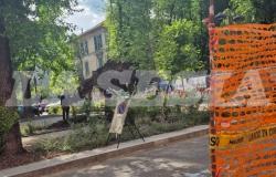 Rimossa la radice dall'albero caduto in viale Garibaldi