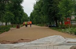 Viale Garibaldi: ancora dubbi sulla stabilità degli alberi
