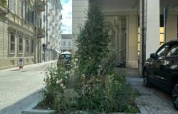 Vercelli: ancora troppe erbacce in città