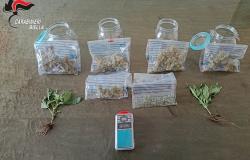 Aveva in casa una serra per la coltivazione della marijuana