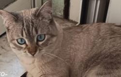 Si cerca il gatto smarrito in via Tripoli-piazza Medaglia d'Oro-via Malinverni