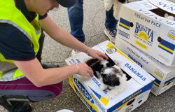 Fermato un furgone sull’A4 Torino - Milano: salvati nove cagnolini