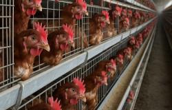 Le galline "intensive" infiammano Arborio