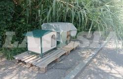 Gatti e cani sotto attacco dei soliti balordi: s’indaga