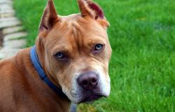 Vercellese: cane muore per colpo di calore in auto
