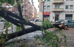 Albero crollato a Vercelli e danni in provincia