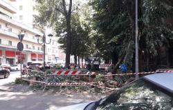 Vercelli, viene rimosso l'albero crollato
