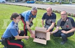 Vercelli:  anatroccoli creano "scompiglio" in piazza Roma