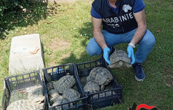 Alice Castello: sequestrate tredici tartarughe di specie protetta