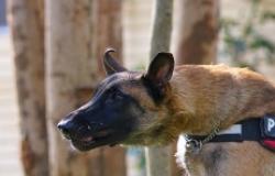 Un uomo morsicato dai suoi tre cani
