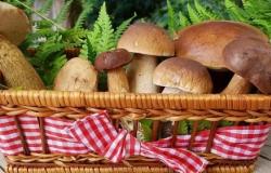 Vercelli: centro di controllo per i funghi