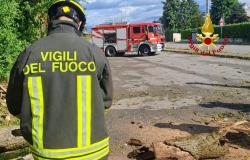 Cade un albero al Rione Concordia