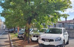 Quei rami degli alberi che "baciano" le auto