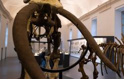 Torino: aperture gratuite per il Museo di Scienze naturali
