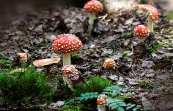 Funghi: i pericoli e le raccomandazioni
