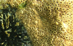 L'alga invisibile presente nel nostro Mediterraneo