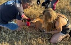 Capriolo ferito sulla SS30 salvato dalla Polizia stradale