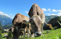 Varallo, i veterinari incontrano gli allevatori 