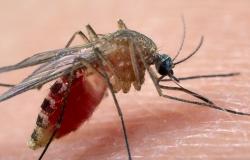 Vercelli: "Ecco che cosa c’è da sapere sul West Nile Virus" 