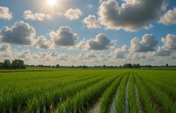 Il gran caldo lascia piano piano Vercelli