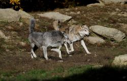 Lupi fanno strage di pecore alla frazione Isolella di Borgosesia