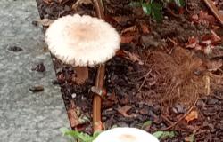 Sul viale Garibaldi adesso spuntano i funghi
