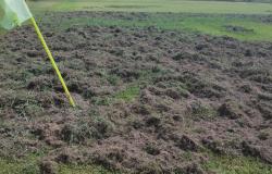 Serravalle Sesia: il campo sportivo devastato dai cinghiali