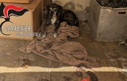 I carabinieri forestali salvano un cane tenuto in condizioni illegali