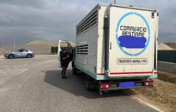 Fermati e multati due camionisti che trasportavano animali vivi
