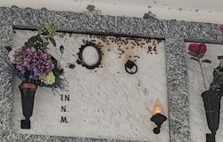 Invasione di vespe tra i loculi del cimitero dei Cappuccini