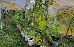 Aveva in casa una serra con 24 piante di cannabis, marijuana e semi