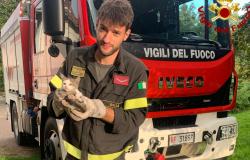 I Vigili del fuoco salvano un gattino da una disavventura "spinosa"