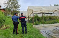 Biellese: scoperto lavoratore in nero in una azienda agricola