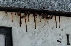 Nidi di api nei cimiteri: serve l’apicoltore entro il 2 novembre