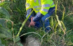 Motta de' Conti: troppe tane nell'argine del fiume, paese a rischio