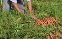 Progetto interregionale contro sfruttamento lavorativo e caporalato