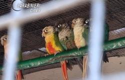 Stresa: scoperto giardino zoologico abusivo, sanzione da 30mila euro