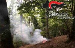 Rogo nel bosco a Mongrando: sotto accusa un agricoltore