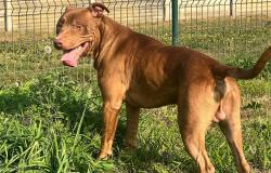Lav Novara accoglie due giovani Pitbull di Vercelli