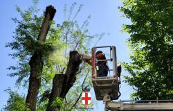Viale Garibaldi: entro sabato 25 ottobre verranno abbattuti otto alberi