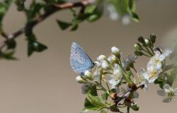 Salvaguardia della biodiversità: 500mila euro a 4 Comuni vercellesi